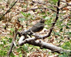 Turdus olivaceus pondoensis