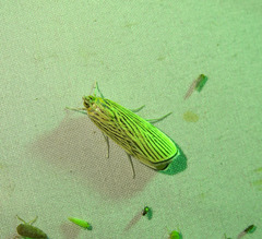 Tyspanodes linealis