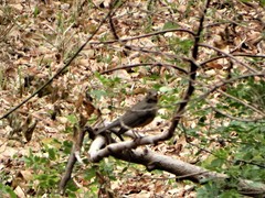 Turdus olivaceus pondoensis