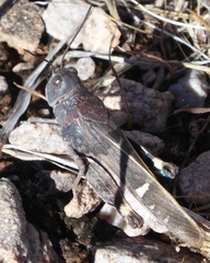 Leprus