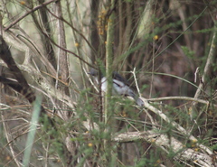 Eopsaltria georgiana