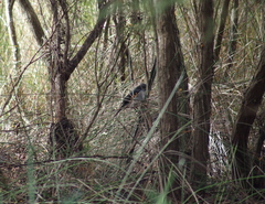 Eopsaltria georgiana