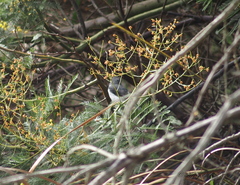 Eopsaltria georgiana