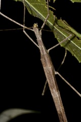 Gargantuoidea triumphalis