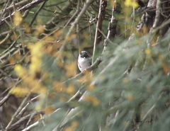 Eopsaltria georgiana