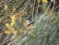 Eopsaltria georgiana