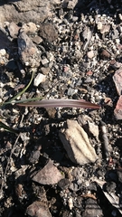 Dianella prunina