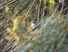 Eopsaltria georgiana