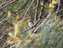 Eopsaltria georgiana