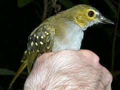 Nicator chloris