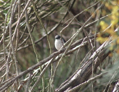 Eopsaltria georgiana