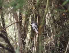 Eopsaltria georgiana