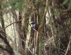 Eopsaltria georgiana