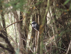 Eopsaltria georgiana