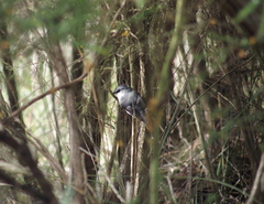 Eopsaltria georgiana