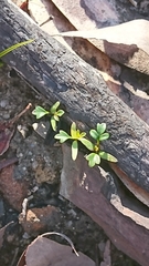 Xanthosia stellata