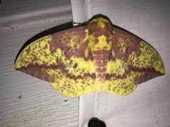 Eacles imperialis pini