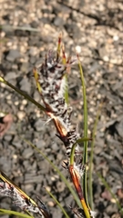 Schoenus villosus