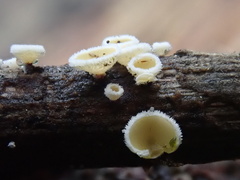 Lachnum lachnoderma