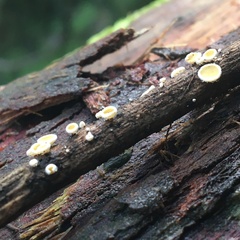 Lachnum lachnoderma