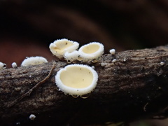 Lachnum lachnoderma
