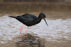 Himantopus novaezelandiae