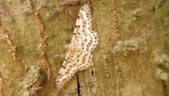 Percnia suffusa