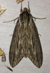 Sphinx canadensis