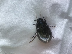 Hydrochara caraboides