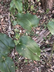 Smilax australis