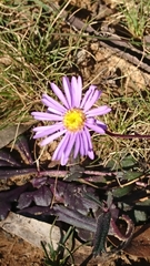 Brachyscome spathulata