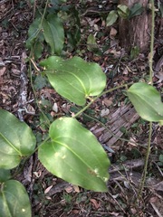 Smilax australis