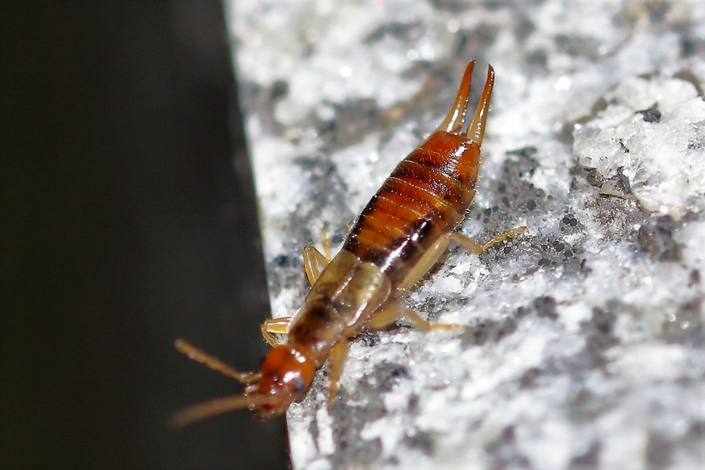 Hop-garden Earwig (Apterygida media) · iNaturalist