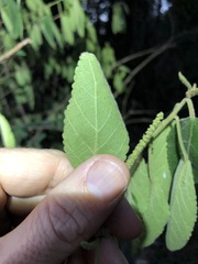 Acalypha nemorum