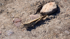 Aiolopus thalassinus dubius