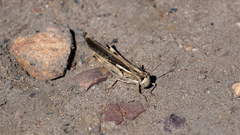 Aiolopus thalassinus dubius