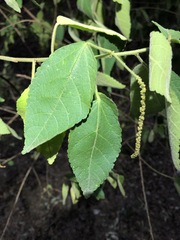 Acalypha nemorum