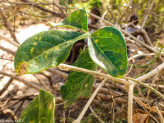 Trochomeriopsis diversifolia image