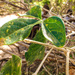 Trochomeriopsis diversifolia - Photo (c) Landy Rita, some rights reserved (CC BY-NC), uploaded by Landy Rita