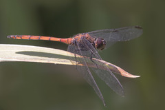 Orthemis ambinigra