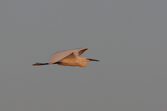 Egretta garzetta