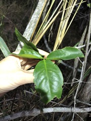 Loeseneriella barbata
