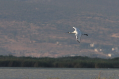 Platalea leucorodia