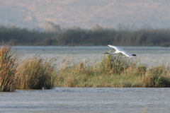 Platalea leucorodia