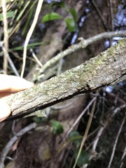 Loeseneriella barbata