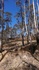 Eucalyptus oreades