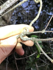 Loeseneriella barbata