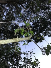 Loeseneriella barbata