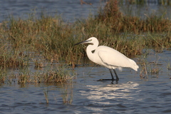 Egretta garzetta