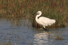 Egretta garzetta